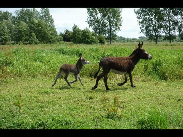 La Ferme De Tigny Villa Eksteriør billede